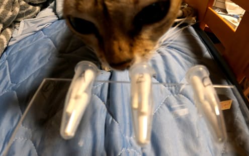 猫は他人の匂いを長く嗅ぐ、飼い主と識別か　東京農業大学